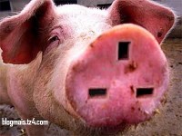 /album/galeria-de-fotos-mundo-animal/animais-38-jpg/